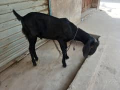 Bakra aur Bakri hai