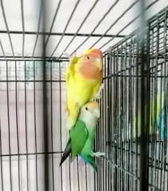 breeder pair for sale