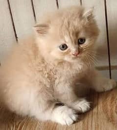 triple cot persian cat kitten  and breeder female