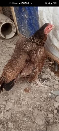 hi colte buhat he zabar dast