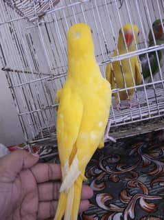 yellow