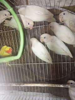 9 lovebirds