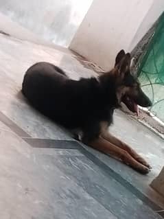 German shepherd female available for sale