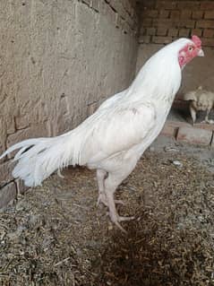 age 12 month fully active hand tame or cutki pa laga howa ha