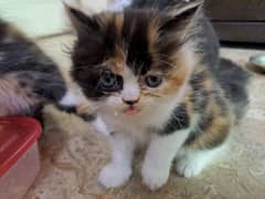 kittens for sale