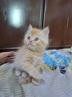 kittens for sale