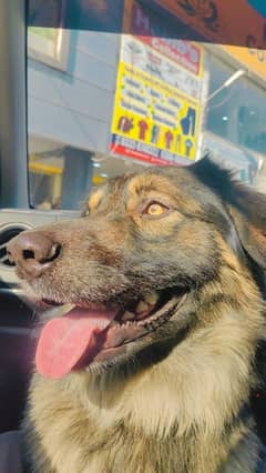 black shepherd cross breed urgent for sale
