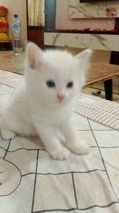 kitten for sale