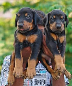 American Doberman Puppy | Doberman Dog for sale