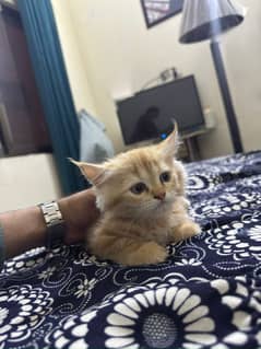 4 persion cats