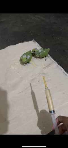 Handtame parrots