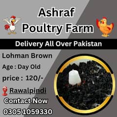 australorp