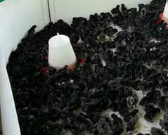 australorp