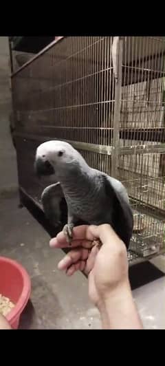 Cango African Gray Parrot Available.