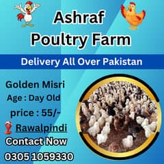 golden misri chicks |desi chicks | misri chicks | sliver misri chicks