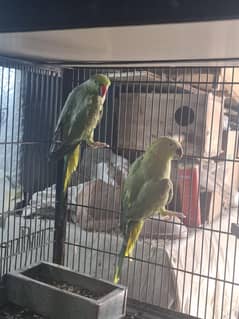 ring nack breeder pair