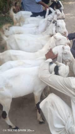 gulabi bakra 5 to 7 month