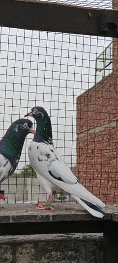 piyour