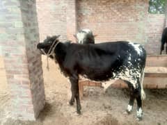 balle