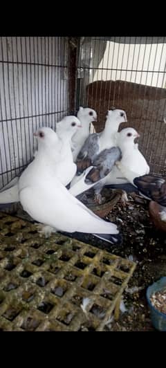 Pigeon Sale Fancy