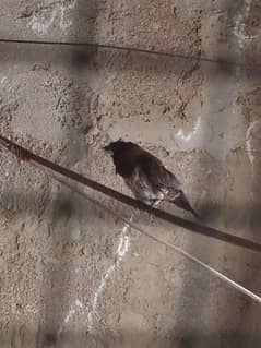 FINCH 2 Breeder pair 1 Euro Pair Baki Finches KE pathe hai