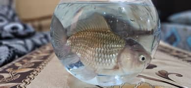 orenda fish pair