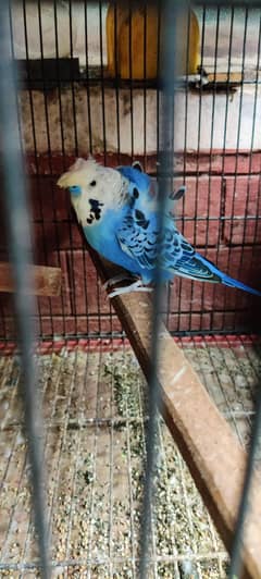 Split Blackwing Hogoromo Male