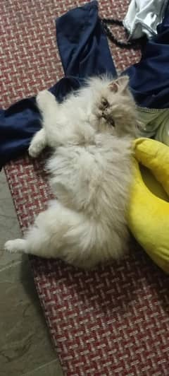 piki