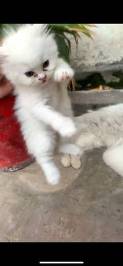 Urgent for sale