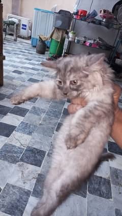 PERSION cat Avilibale
