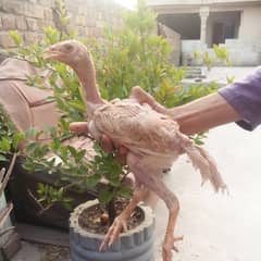 aseel