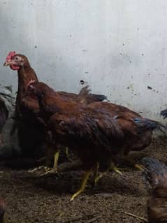 Rhode Island Red(RIR) and lohmann chicks