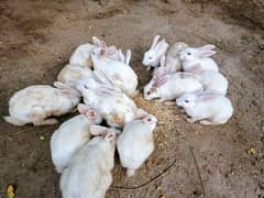 Rabbits
