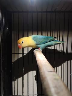 quality mango head parblue opaline split palefellow for sale