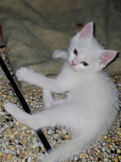 cat sale