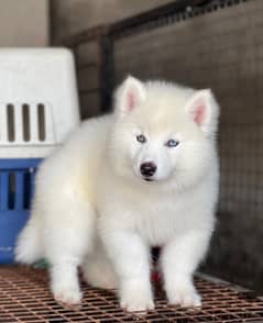 white Siberian husky | Puppy | Wolly coat Puppies | Dog for sale