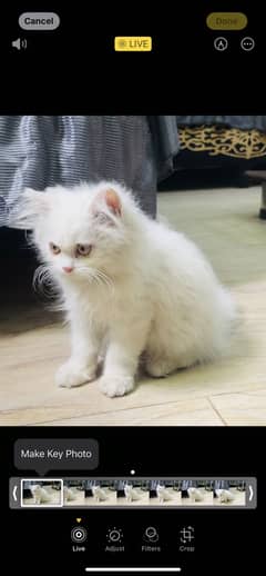 Top Quality Persian Triple Coated Kitten