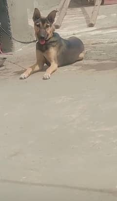 kingal