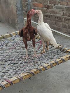 aseel hn full bohot achi nasal hn madi papar whait hn  red male hn