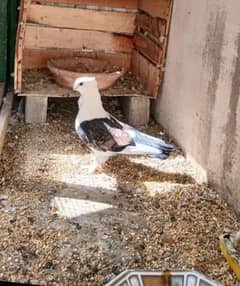 sentinet male ready to breed