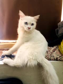 Persian Cat