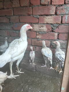 Aseel hens