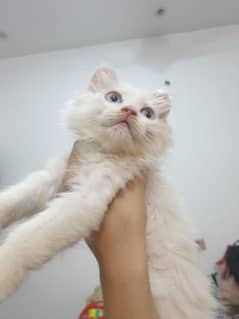 Adopt
