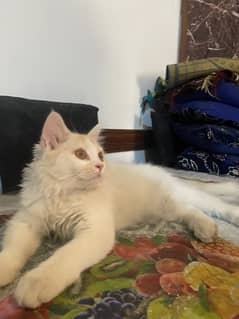 Male kitten for sale age 3 months