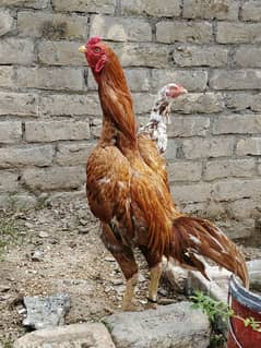 Peela