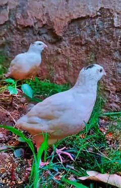 batair/quail