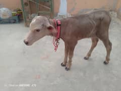 acha bachra he
