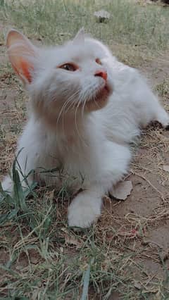 Persian cat | doll face | single coat | white cat For Sale