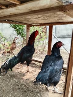 Aseel Lasani Fertile Eggs