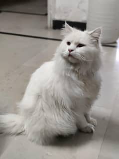 Persian Cats